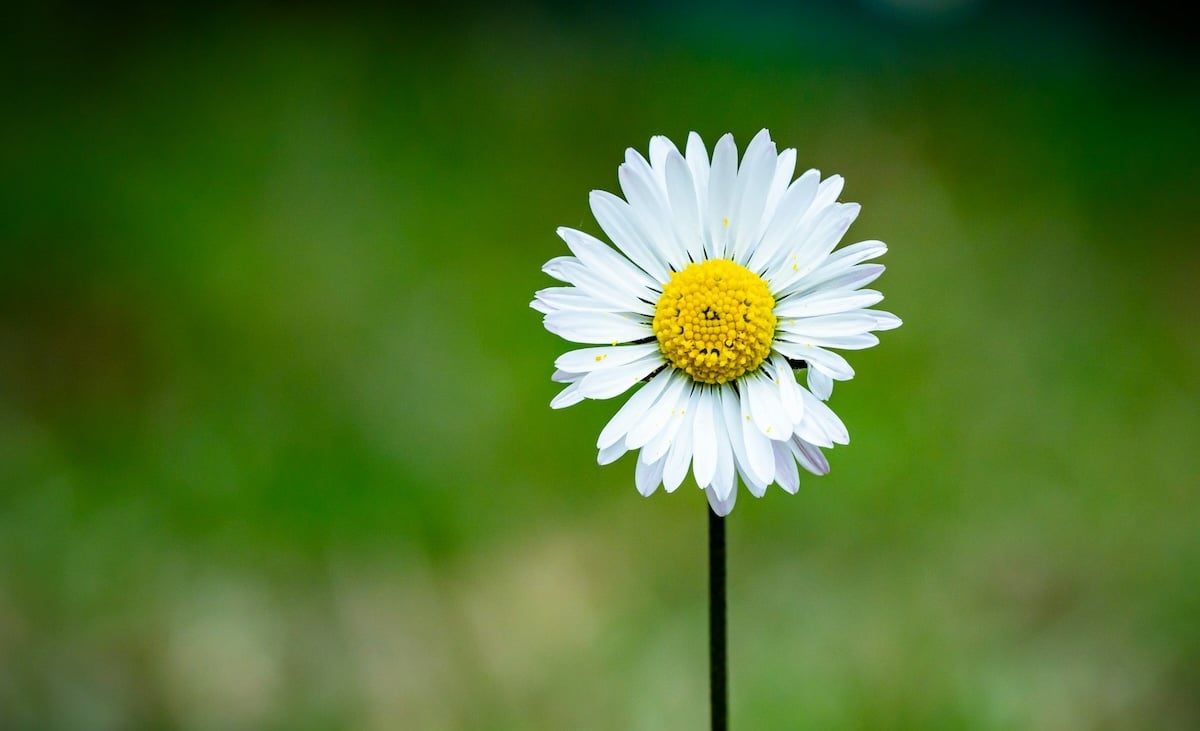 Placements durables : que vaut le nouveau Plan d’Épargne Avenir Climat (PEAC) ?